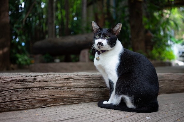 Portret Schattige kat zit voor het huis Is een schattig huisdier en goede gewoonten