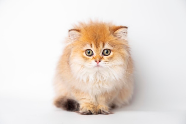 Portret schattige rode gember harige kitten op witte achtergrond Kitty kijken naar camera concept huisdieren