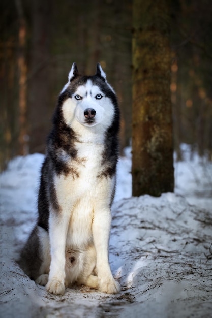 Portret schattige Siberische husky hond in zonnig evining forest