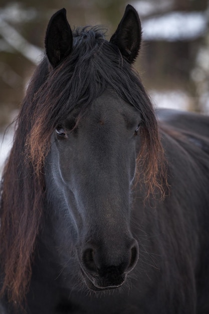 Portret schoonheid fries paard in de winter