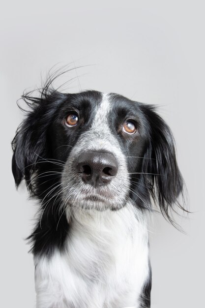 Portret serieuze en expressieve ogen honden. Geïsoleerd op grijze achtergrond