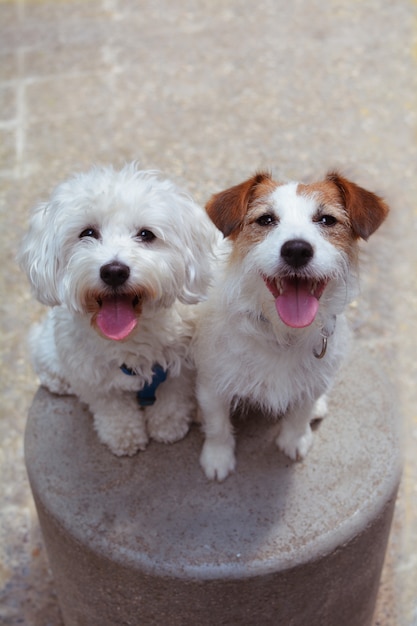 Portret twee gelukkige honden die en tong zitten.