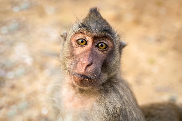 Portret van aap in het wild