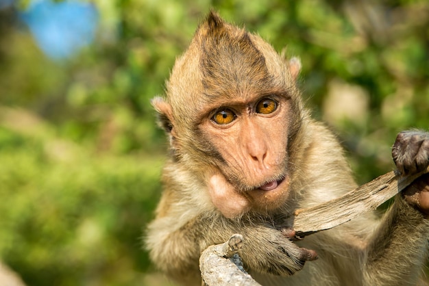 Portret van aap in het wild