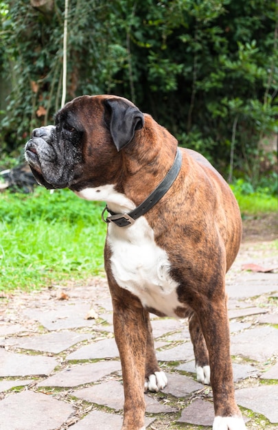 Portret van aardige Duitse bokserhond