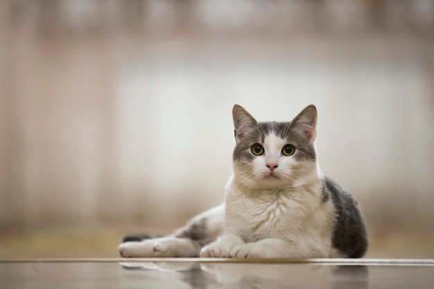 Portret van aardige witte en grijze binnenlandse kat met grote ronde groene ogen leggen in openlucht ontspannen op vaag licht zonnig Dierenwereldconcept.