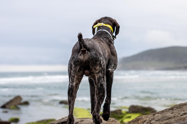 Portret van achteren gezien van een Duitse Braque-hond die de zee observeert