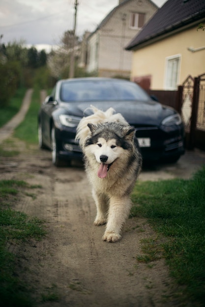 Portret van Alaskan Malamute