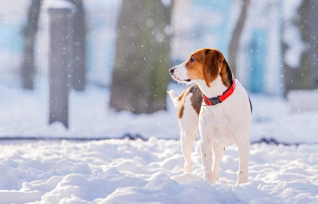Portret van Amerikaanse beagle hond wandelen in de sneeuw op camera in de winter in park