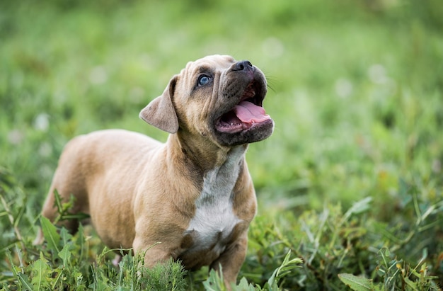 Portret van Amerikaanse bulldog op het groene gras