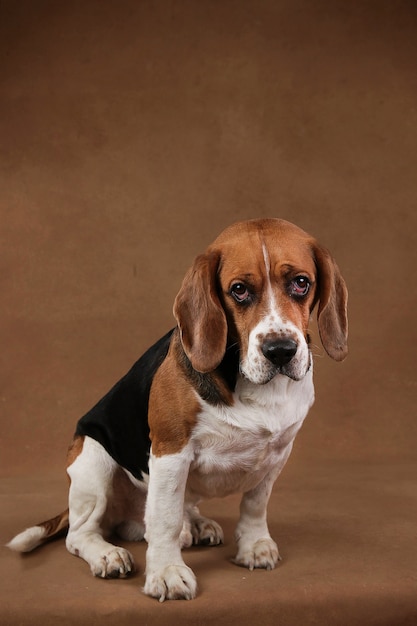 Portret van Amerikaanse ernstige beagle hond