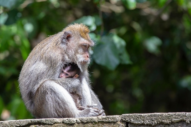 Portret van baby aap en moeder in het heilige apenwoud op het eiland Ubud op Bali, Indonesië