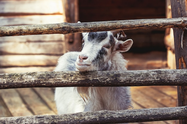 Portret van binnenlandse geit op boerderij, houten oppervlak