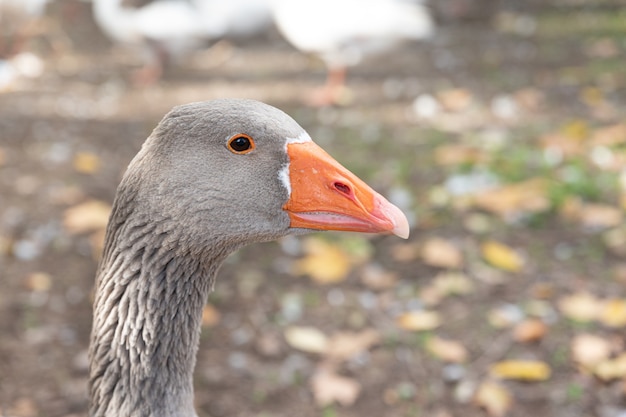 Foto portret van binnenlandse grijze gans anser cygnoides domesticus op boerderij