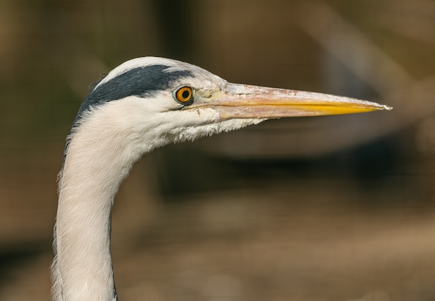 Portret van blauwe reiger, dier dierentuin