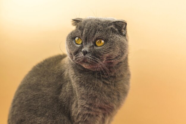 Portret van blauwe scottish fold kattenras op peachy vintage achtergrond in studio, kopieer ruimtefoto