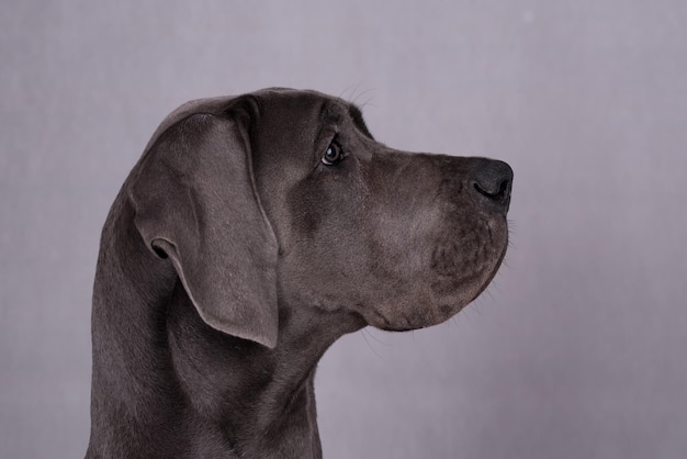 portret van Blue Pyppy Great Dane Dog
