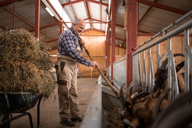 Foto portret van boer permanent door kruiwagen met hooivoedsel en werken in de boerderij