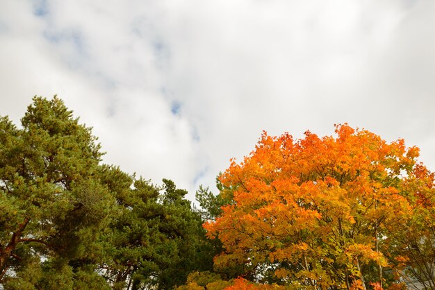 Portret van bomen met groene en oranje bladeren met uitzicht op de hemel vol wolken in de herfst