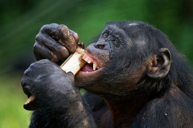 Portret van bonobo's. Detailopname. Democratische Republiek van Congo. Nationaal Park Lola Ya Bonobo.