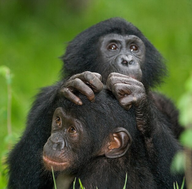 Portret van bonobo's. Detailopname. Democratische Republiek van Congo. Nationaal Park Lola Ya Bonobo.