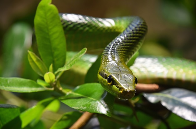 Portret van boom redtailed groene rattenslang in boombladeren