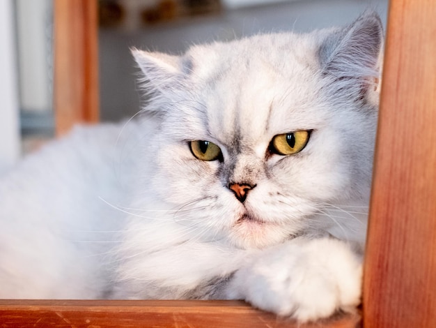 Portret van Britse langharige witte kat op beige background