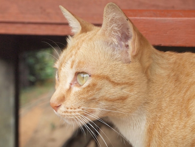 Portret van bruine kat