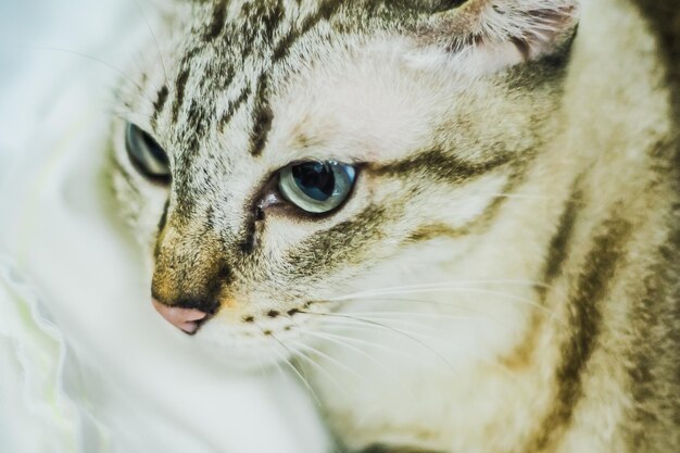 Portret van bruine makreel jonge gestreepte kat schattig huisdier vriend