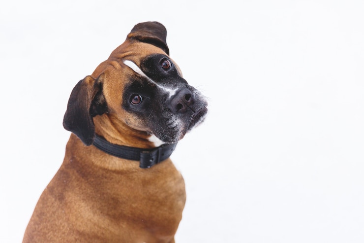 Foto portret van bruine pedigreedhond op de sneeuw. bokser.