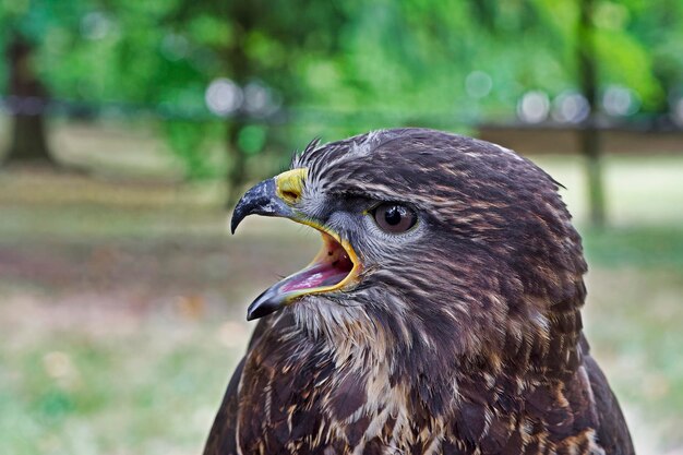 Portret van buizerd buteo buteo