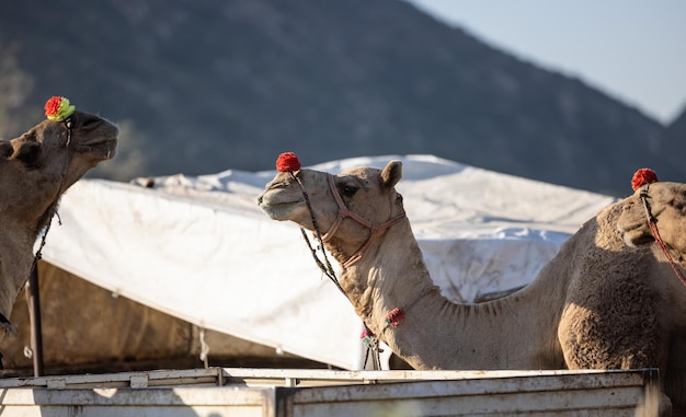 Portret van Camel op beursterrein in Pushkar tijdens handelsbeurs. Selectieve focus op kameel.