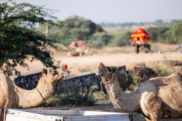 Portret van Camel op beursterrein in Pushkar tijdens handelsbeurs. Selectieve focus op kameel.