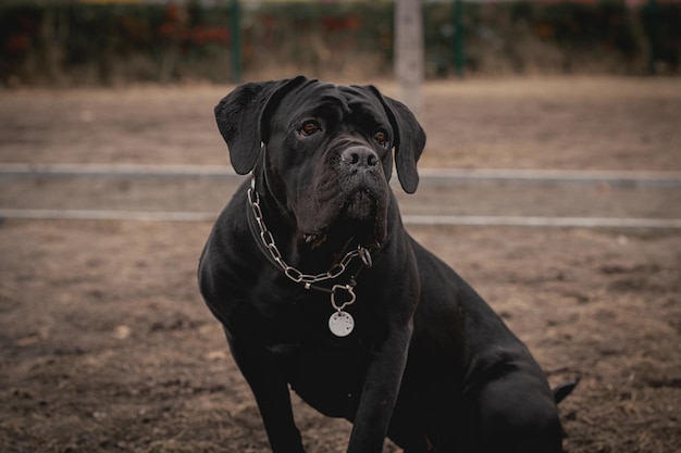 Portret van Cane Corso Cane corso zit buiten Grote hondenrassen Italiaanse hond Cane corse De moedige uitstraling van een hond Zwarte kleur
