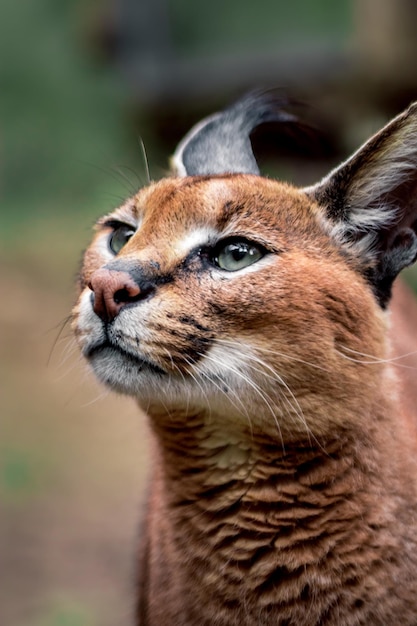 Foto portret van caracal