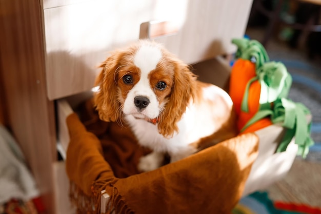 Portret van Cavalier King Charles Spaniël. De hond zit in een kastla