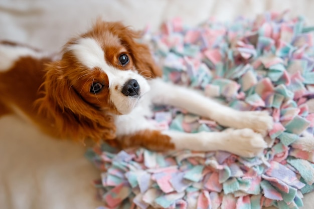 Portret van Cavalier King Charles Spaniël. Een prachtig hondenras.