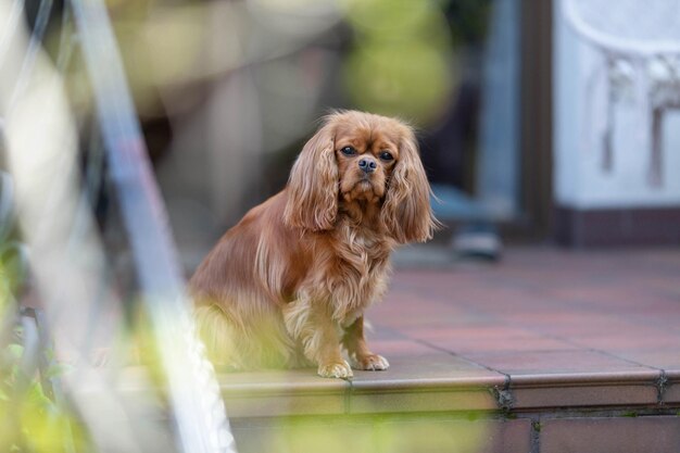 Portret van cavalier spaniel zittend op het terras