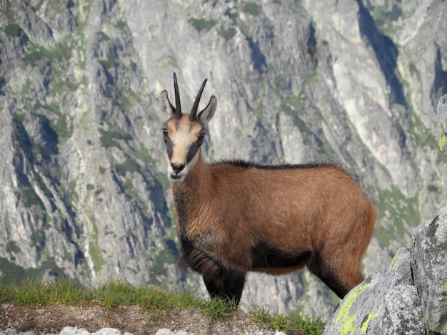 Portret van chamois tegen bergen