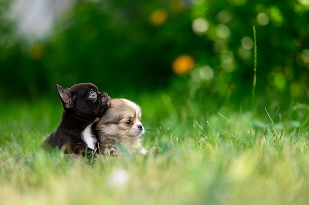 Portret van chihuahua-puppy's die zijwaarts op groen gras in de tuin kijken