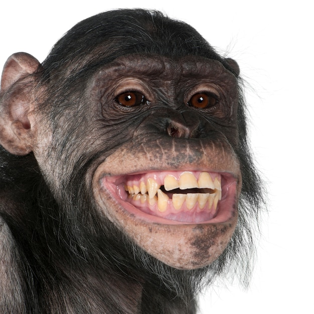 Portret van chimpansee, studioschot. (Gemengd ras tussen chimpansee en bonobo)