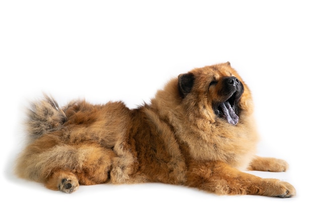 Portret van chow chow hond geeuwen zittend op de vloer geïsoleerd op wit