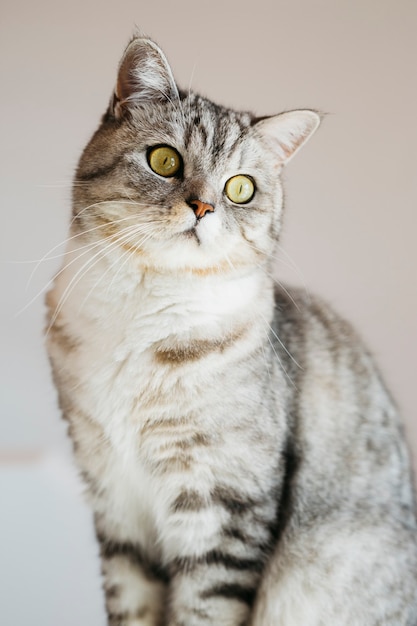 Portret van Cyperse kat thuis zittend op een witte achtergrond