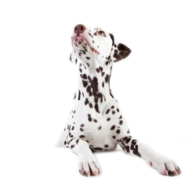 Portret van Dalmatische dogsitting, opzij kijken, geïsoleerd op wit