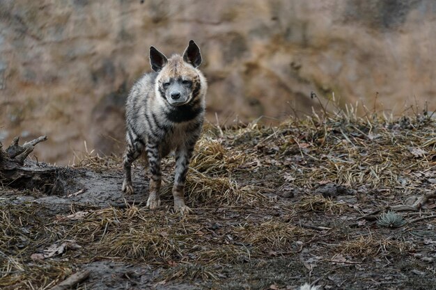 Foto portret van de arabische gestreepte hyena