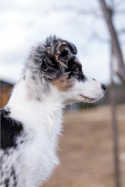 portret van de Australian Shepherd Puppy-hond