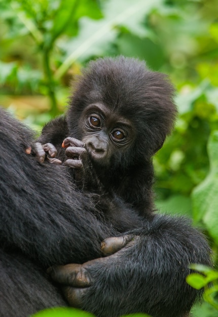 Portret van de babyberggorilla. Oeganda. Bwindi Impenetrable Forest National Park.