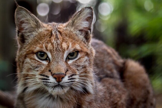 Foto portret van de bobcat