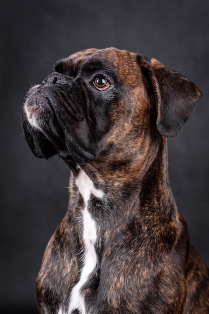 portret van de bokserhond