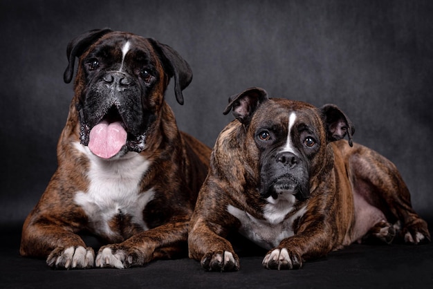 portret van de bokserhond